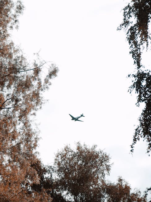 A grey commercial airplane flying overhead in a clear sky viewed from beneath tall trees with brown and green foliage. The trees frame the sky and aircraft, suggesting an outdoor setting near a residential or urban area. The image captures the movement of the aircraft against a daytime backdrop, with the branches extending towards the center of the image. This scene relates to home relocation activities involving logistics and transportation, as seen in services like Man with Van Leaves Green, who specialise in removals and furniture transport. The aircraft's position above the trees highlights the connection between local moving services and nearby transportation hubs such as Biggin Hill Airport, with the overall composition emphasizing the process of packing, loading, and coordinating moving operations in an outdoor environment.