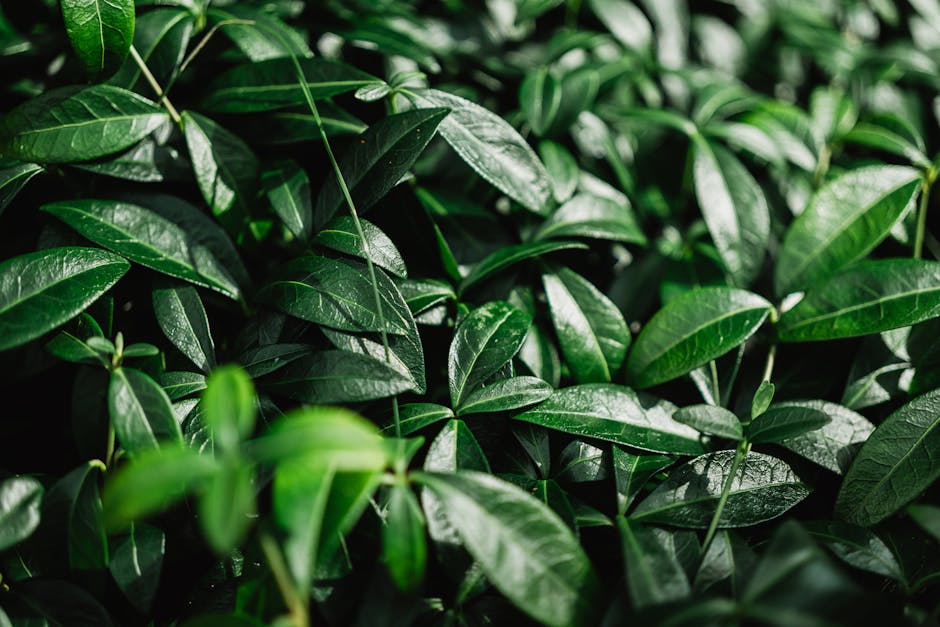 Close-up image of dense, dark green leaves with a glossy surface, likely from a plant used indoors or outdoors, showing overlapping foliage with some leaves partially obscuring others. The leaves are elliptical in shape with smooth edges, and a few thin, green stems are visible running through the foliage. The lighting highlights the shiny texture of the leaves, creating reflections that suggest natural light. The background consists of more leaves, forming a lush, thick area of greenery. This abundant foliage could be situated near an entrance or outside a property, relevant to house removals and packing processes, as depicted in the context of home relocation services by Man with Van Leaves Green. The scene emphasizes the importance of clearing or preparing outdoor plantings when moving house or transporting furniture, with no people or objects visible in the image.