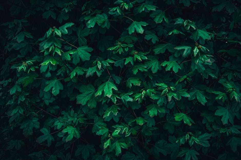 Dense cluster of green ivy leaves with multiple lobed shapes and prominent veins, covering a surface or growing along a wall, with some leaves overlapping each other. The foliage appears lush and vibrant, with varying shades of green under soft, diffuse lighting, creating a natural and leafy backdrop. This image could be associated with the outdoor environment of a residential move or garden area, relevant to home relocation services provided by Man with Van Leaves Green, as seen in the context of packing, loading, and transport preparations for house removals.