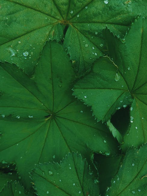 Close-up image of dense, dark green leaves with a glossy surface, likely from a plant used indoors or outdoors, showing overlapping foliage with some leaves partially obscuring others. The leaves are elliptical in shape with smooth edges, and a few thin, green stems are visible running through the foliage. The lighting highlights the shiny texture of the leaves, creating reflections that suggest natural light. The background consists of more leaves, forming a lush, thick area of greenery. This abundant foliage could be situated near an entrance or outside a property, relevant to house removals and packing processes, as depicted in the context of home relocation services by Man with Van Leaves Green. The scene emphasizes the importance of clearing or preparing outdoor plantings when moving house or transporting furniture, with no people or objects visible in the image.