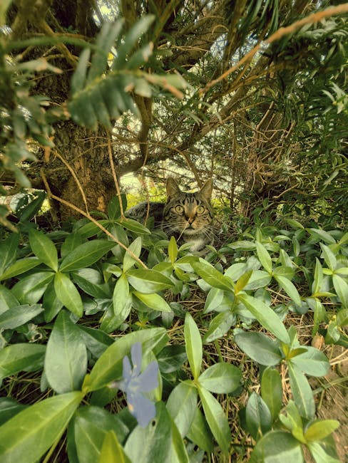 A domestic tabby cat with distinctive striped fur and wide, alert eyes is partially hidden among dense green foliage and the branches of a shrub or small tree. The leaves are glossy, oval-shaped, and vary in size, creating a lush canopy around the cat. The cat's head is visible through the greenery, peering outward with its ears perked up. In the background, some wooden branches and possibly the trunk of the shrub are visible, indicating an outdoor environment. The lighting is natural, illuminating the scene softly and highlighting the textures of the leaves and the cat's fur. This image captures a snapshot of a home environment, potentially as part of a moving or relocation process with [COMPANY_NAME], where careful handling and packing of household pets may be involved during the home relocation or furniture transport process detailed on the webpage about hidden moving costs in Leaves Green.