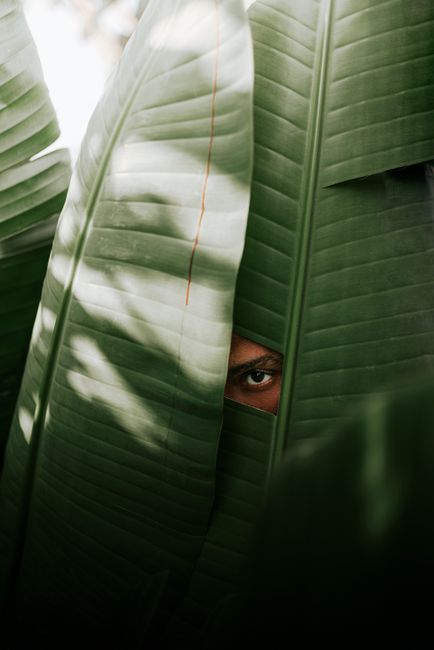 A close-up view of large green tropical leaves with distinct parallel veins and a smooth surface, partially overlapping each other. A person's eye is visible through a narrow gap between two leaves, suggesting they are peering or observing from behind the foliage. The scene appears to be outdoors or in a setting with substantial plant life, with natural light casting gentle shadows on the leaves. This image reflects natural elements that could be associated with home relocation environments that incorporate indoor plant decor or outdoor greenery involved in moving or packing processes, as part of a professional removals service by Man with Van Leaves Green.