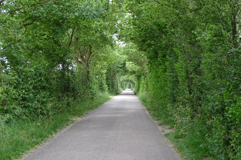 A straight, narrow country lane with a smooth, grey tarmac surface is flanked on both sides by dense, lush green trees and shrubs. The trees form an archway overhead, with branches and leaves intertwi