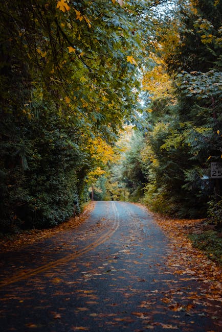 A quiet, narrow residential street lined with dense trees displaying autumn foliage in shades of green, yellow, and orange, with fallen leaves scattered across the wet asphalt road. The road gently curves into the distance, with a single pedestrian visible further down the street. Wooden fences and garden hedges are partially visible behind the trees and shrubbery on either side. The scene is illuminated by natural daylight, capturing the peaceful atmosphere typical of a suburban area during the autumn season. Although no moving activity is depicted, this setting could be part of a quiet neighbourhood where local house removals or moving services, such as those provided by Man with Van Leaves Green, might operate, especially when planning home relocations involving access through leafy streets.