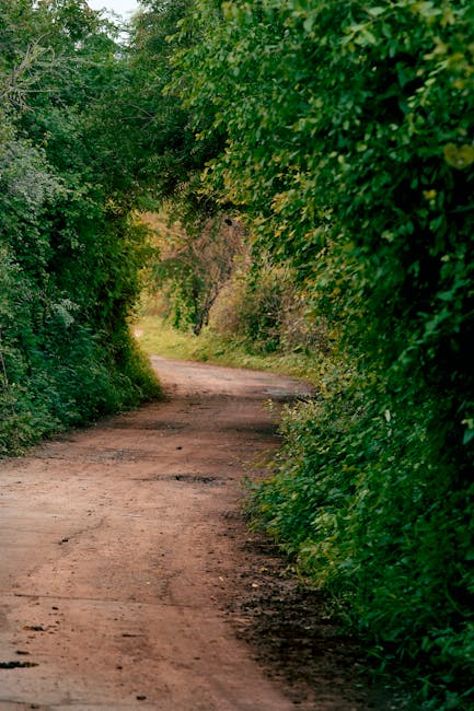 A dirt pathway surrounded by dense green foliage with trees and bushes on both sides, leading into a slightly curved, shaded area. The ground is uneven with visible patches of soil and small stones, and the scene appears to be outdoors in a natural setting. This environment may be part of a rural or suburban area where house removals or relocation services, such as those offered by Man with Van Leaves Green, could operate. The pathway is free of vehicles or people, providing a quiet, accessible route that could be used for transporting moving boxes or equipment during home relocation. The lush greenery and natural light filtering through the leaves create a peaceful atmosphere suitable for packing, loading, or transporting furniture and supplies as part of a professional moving process.
