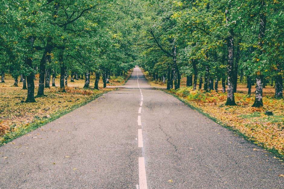 A quiet, narrow residential street lined with dense trees displaying autumn foliage in shades of green, yellow, and orange, with fallen leaves scattered across the wet asphalt road. The road gently curves into the distance, with a single pedestrian visible further down the street. Wooden fences and garden hedges are partially visible behind the trees and shrubbery on either side. The scene is illuminated by natural daylight, capturing the peaceful atmosphere typical of a suburban area during the autumn season. Although no moving activity is depicted, this setting could be part of a quiet neighbourhood where local house removals or moving services, such as those provided by Man with Van Leaves Green, might operate, especially when planning home relocations involving access through leafy streets.