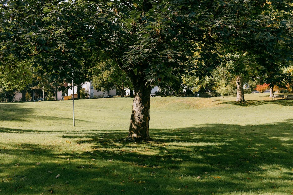 A park scene with three large deciduous trees with thick trunks and branches covered in green and yellow leaves, indicating autumn. Fallen leaves in shades of yellow, orange, and brown blanket the gro