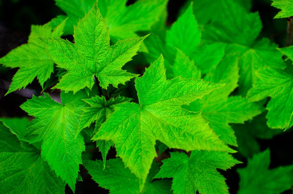 Close-up image of several green maple leaves with distinct serrated edges and prominent vein patterns, overlapping each other against a dark background. The leaves are vibrant and healthy, displaying various shades of green. The scene appears to be taken outdoors in natural daylight, highlighting the texture and structure of the leaves. The leaves are part of a plant that may be located near a residence, with no visible signs of human activity or interior elements. This detailed focus on foliage provides a natural setting that could be relevant to property surroundings during home relocation or moving processes, where environmental features are considered in planning. Man with Van Leaves Green, a professional removals service, may reference such natural features during site assessments or while discussing property conditions for furniture transport and packing logistics.