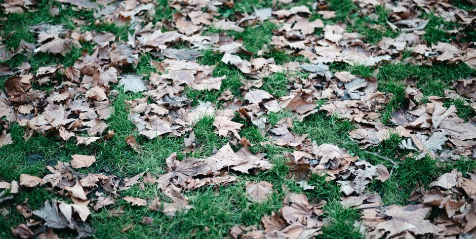 Close-up view of a patch of outdoor ground covered with a mix of fallen brown leaves and patches of green grass, with some small plants and weeds visible among the leaves. The scene appears to be in a residential area, possibly near an entrance or driveway, where house removals or packing materials could be prepared for transport. The image includes natural lighting, highlighting the texture of the leaves and greenery, reflecting aspects of the moving and packing process typical in home relocation services like those offered by Man with Van Leaves Green. The setting suggests preparation for loading or unloading furniture and boxes, with no people or moving equipment visible in the scene.