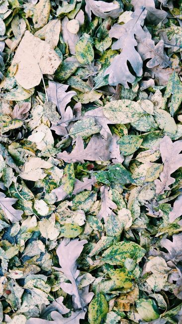 A close-up view of a grassy area outdoors with fallen autumn leaves scattered across the ground, near a tree trunk with visible bark. The scene is illuminated by natural daylight, with the grass showi